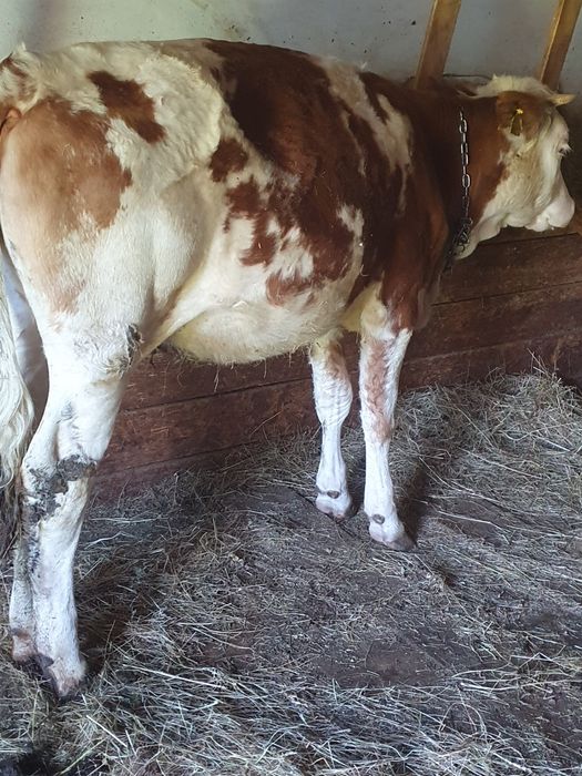 Vand juninci baltate