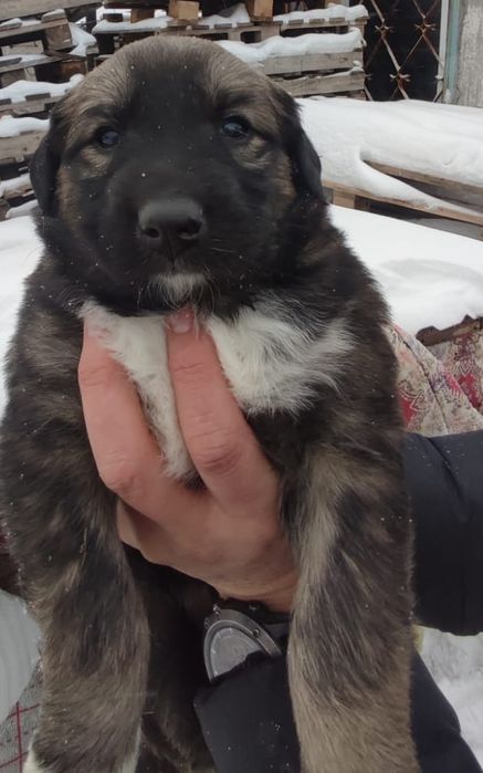 Ищем надежного хозяина для щенка