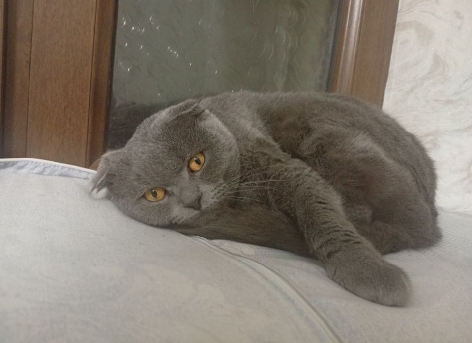 Shatladski mushuk sotiladi zotdor