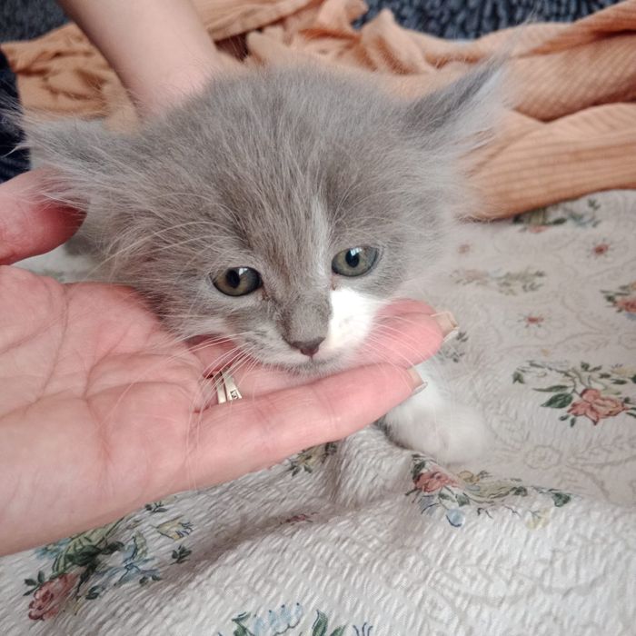 Отдам котят в добрые руки !