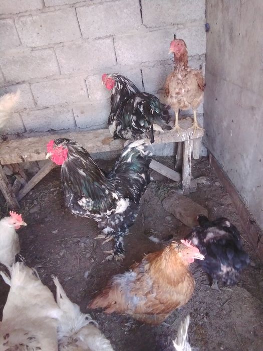 Dakan xo'roz 2ta 1ta brama toza zotli xo'roz sotiladi 300000 so'mdan