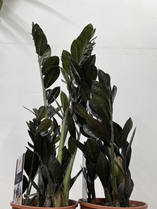 Замиакулькас черный