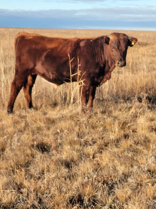 Продам подсосных быков