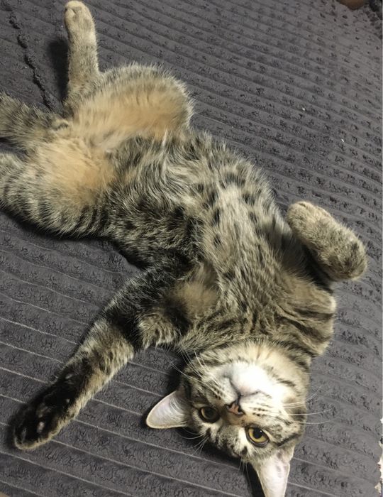 Отдам Кота. Бесплатно