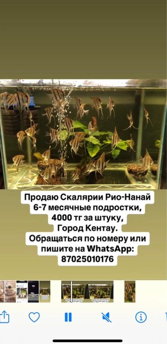 Продается Скалярии Рио-Нанай