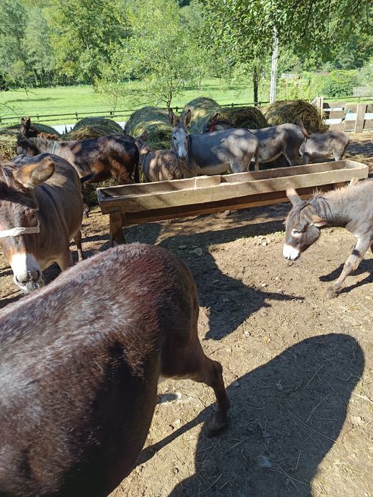 Lapte de măgăriță