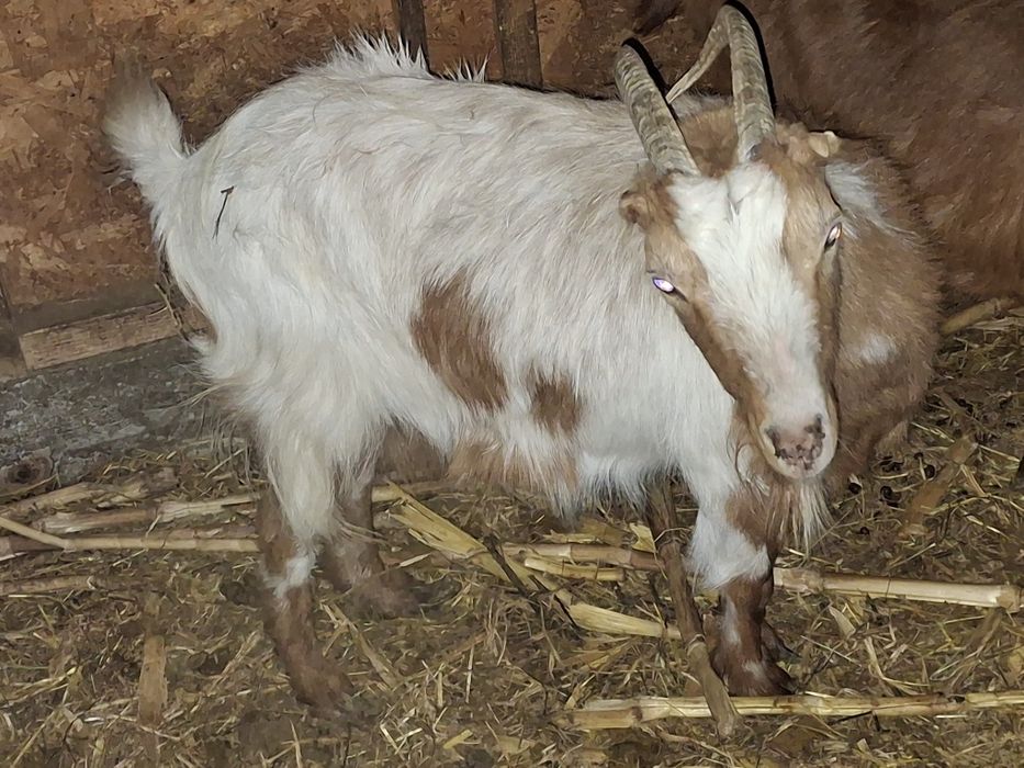 Capră la a 3 fătare