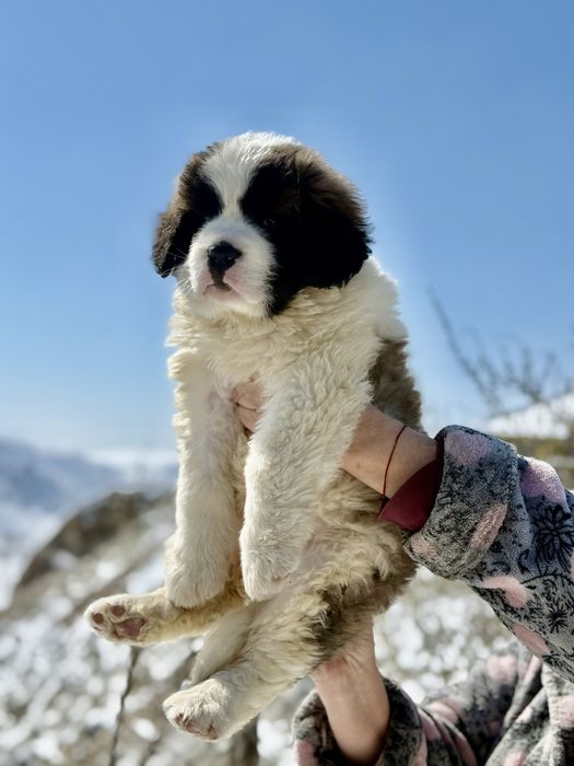 Девочка сенбернара 2 месяца