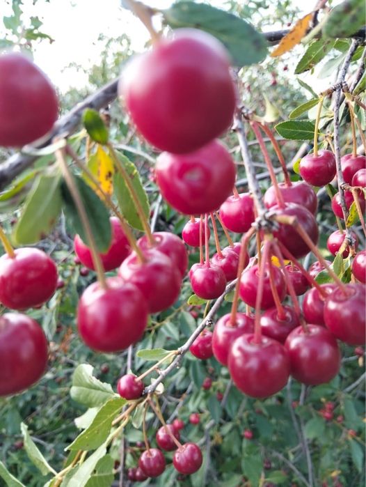 Продам ухоженную дачу