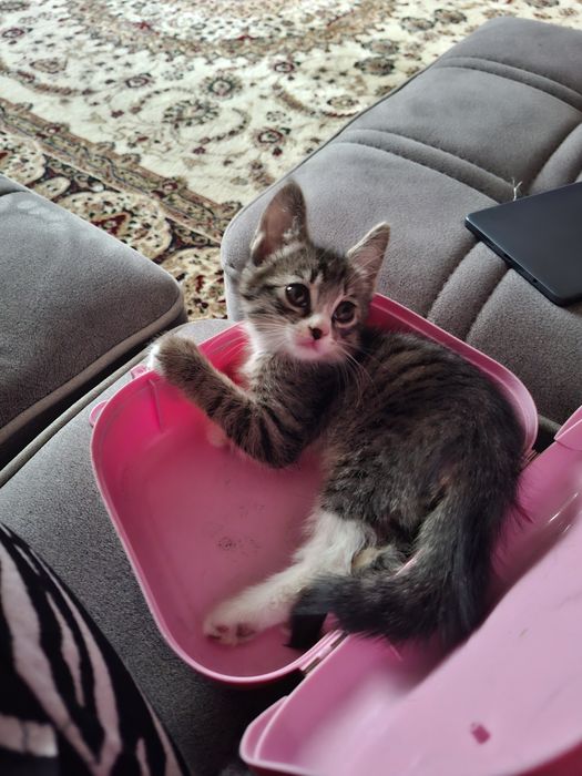 Отдам даром котёнка