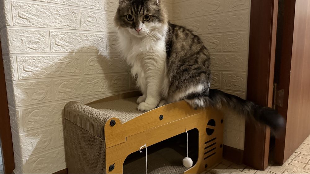 Когтеточка кошачья