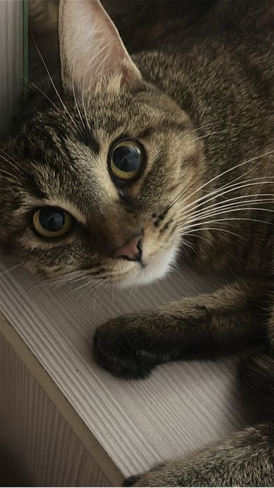 Отдам в добрые руки кошечку стерилизованая