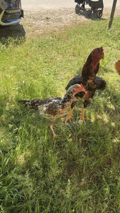 Бойцовский пара 15000 тг