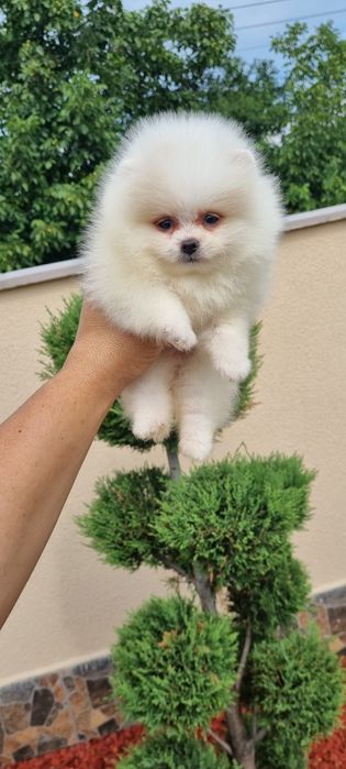 Померан  померан