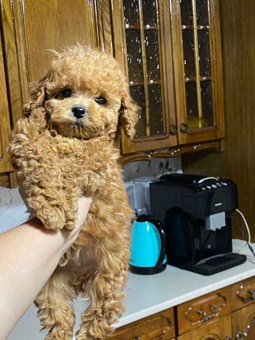 малтипу мъжки и женски  кученца