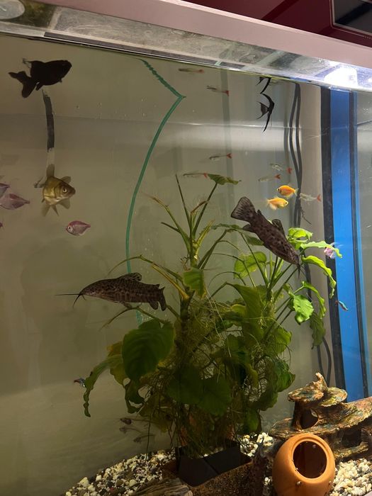 Сомики  Таракатум