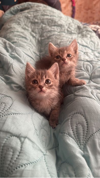 Отдам котят в добрые руки