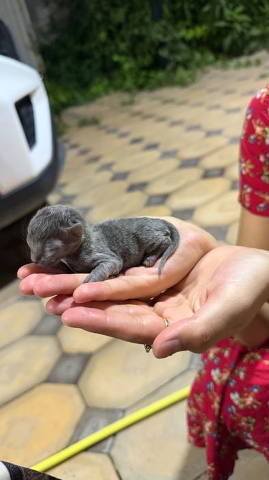 Котята новорожденные