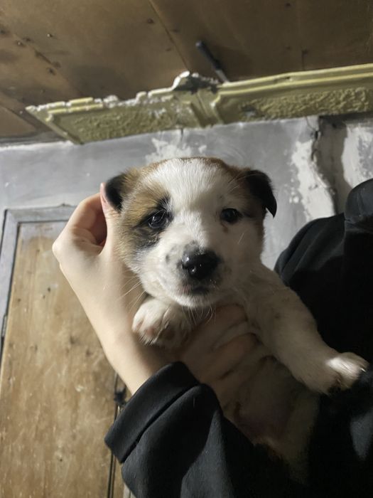 Отдам щенка мальчика