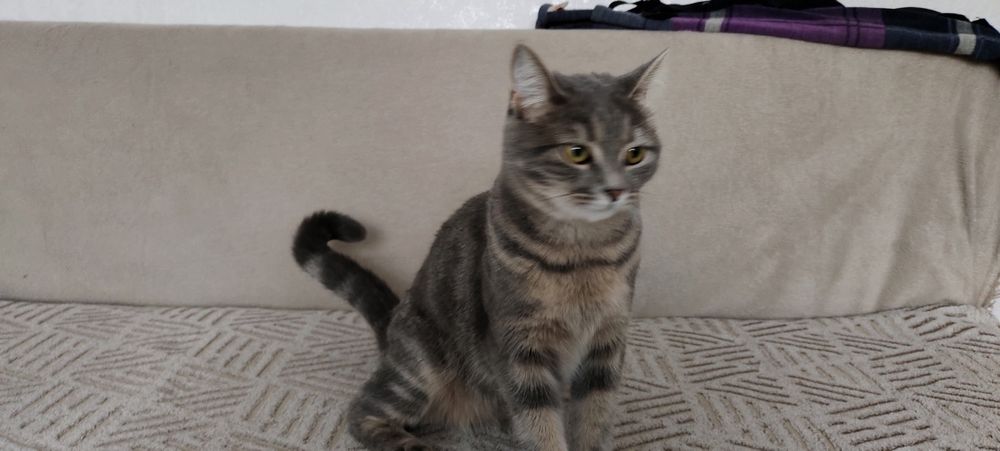 Дарю взрослую кошечку