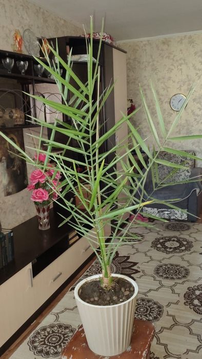 Продам комнатные цветы