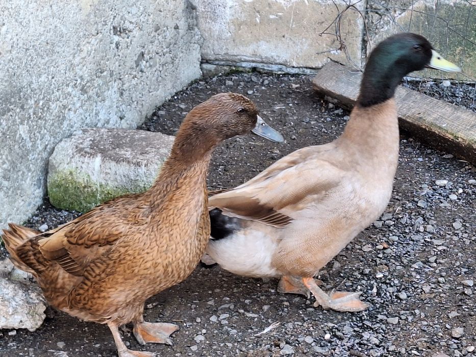 Ouă rață khaki Campbell pentru incubat linie Italia