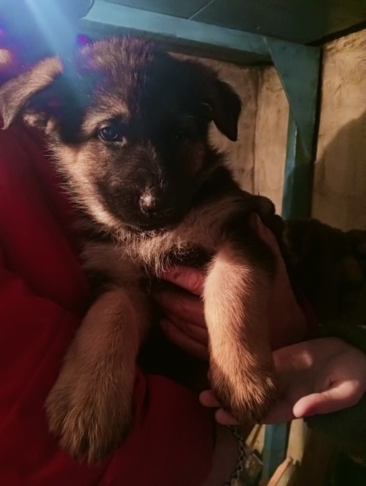Продаются щенки немецкой овчарки