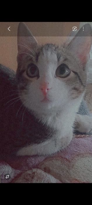 Котик в добрые руки