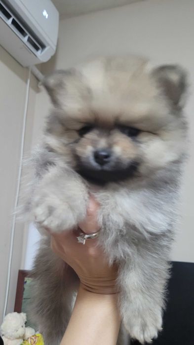 Померанчета на 2 месеца