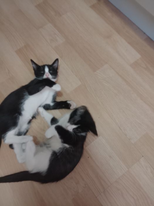 donez 3 pui de pisica doua pisicuțe și un motănel