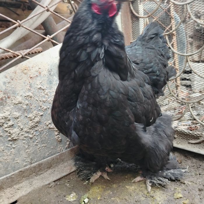 Brama tovuq sotiladi