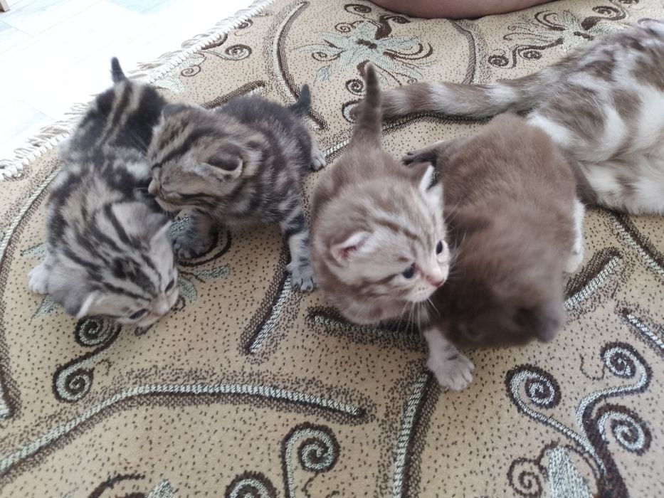 Котята - британцы
