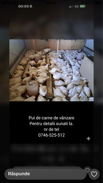 Pui de carne de vanzare