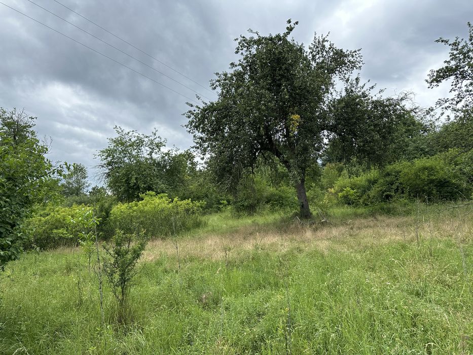 2 case, 7500mp, Batuța, Arad