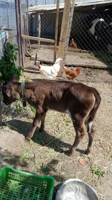 Продам корову с телёнком