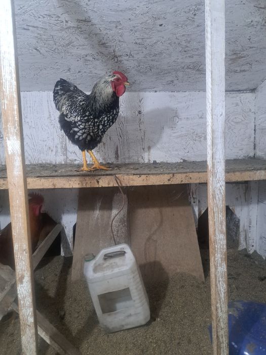 Петух виандон 10 месец