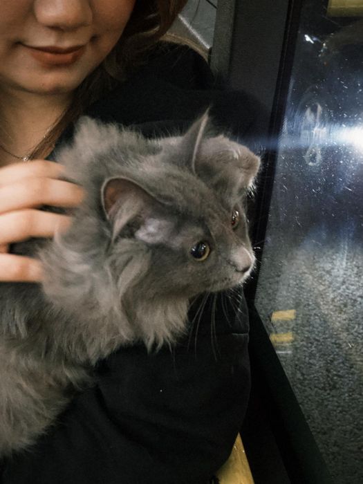 Отдам кошку в добрые руки бесплатно