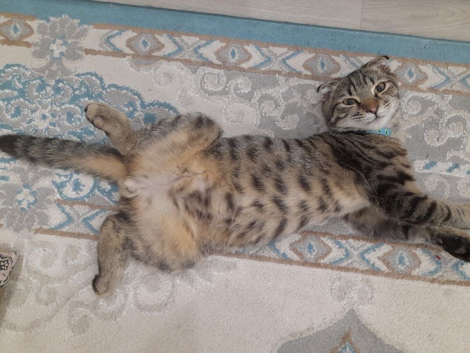 Кот по имени Миша