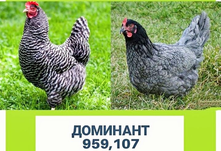 Доминант балапандары