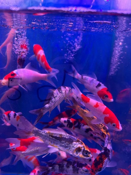 Baliqlar va akvarumlar arzon narxda sotiladi