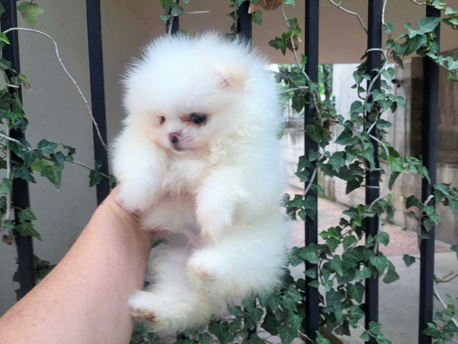 Померан мини Померанчета