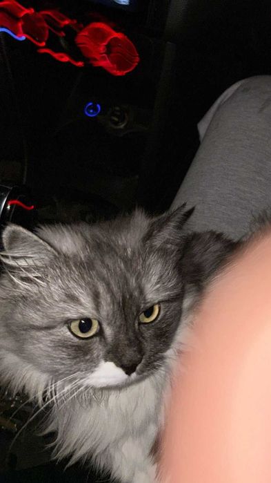 Отдам хорошие руки Сибирская кошка