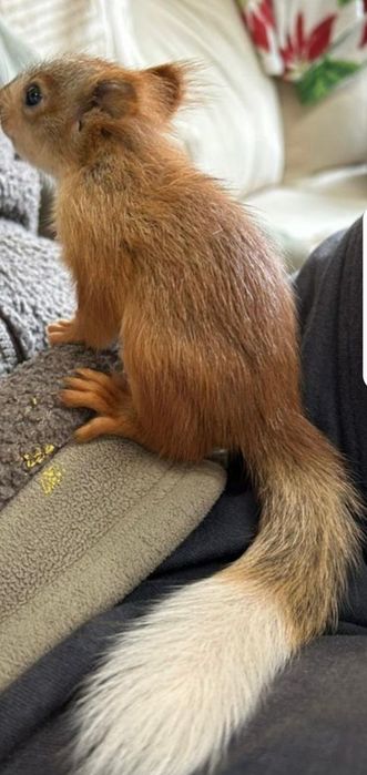Продается бельчонок