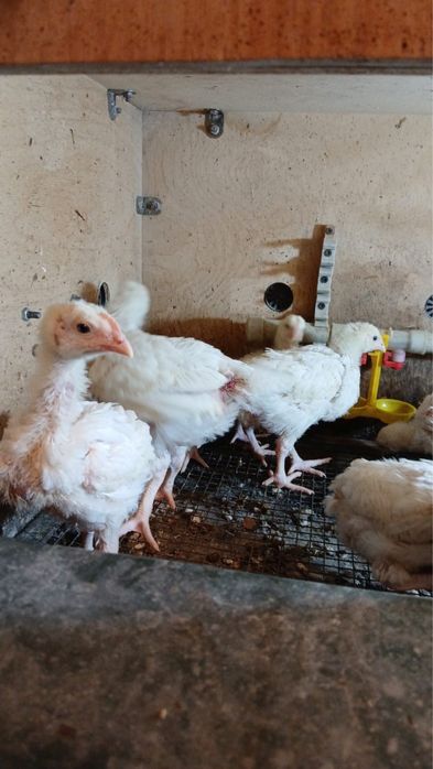 Куры Бролеры цыпляты