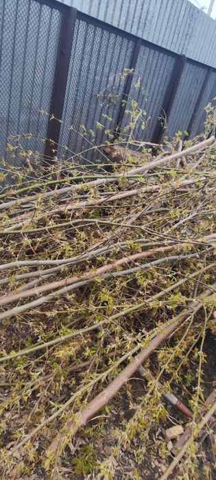 Дрова бесплатно самовывоз