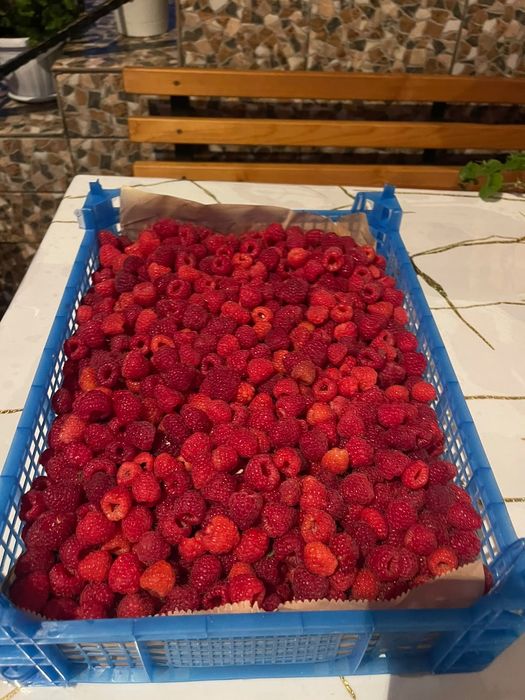 Продам свежую малину