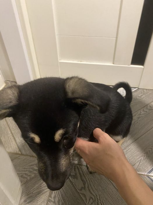 Отдам щенка с добрые руки( кобель)