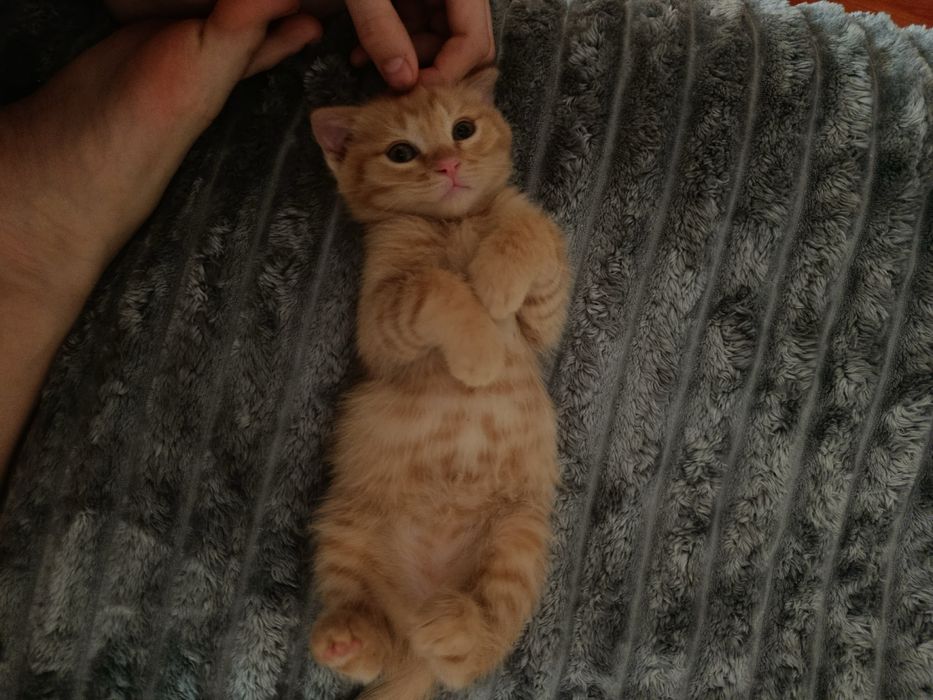 Котята бесплатно