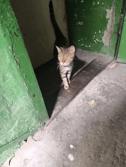 Найдена кошка, породистая