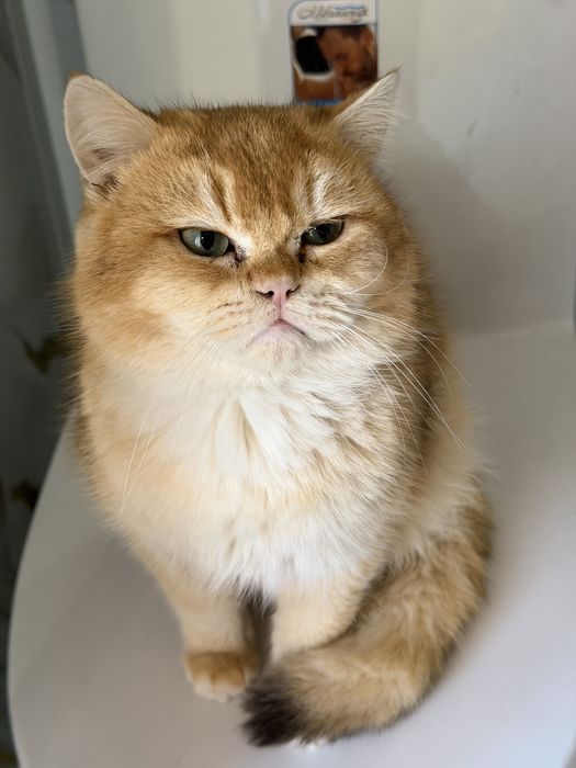 Вязка кошек   Мушук. Чатиштириш